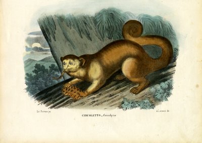Kinkajou, 1863-79 by Raimundo Petraroja